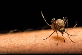 蚊子在地球上的作用是什么？如果全部灭绝，会有什么严重后果？图片