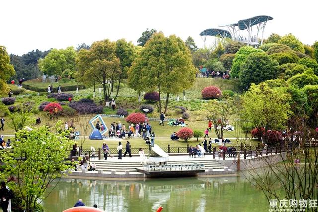 重庆这片免费花海开疯了,又多又美,公交轨道直达,适合全家出行