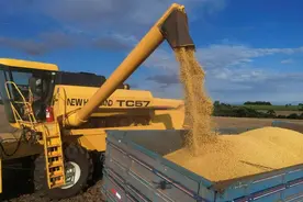 中国从巴西购买大豆，规模异常庞大，美农民抱怨：不想成牺牲羔羊图片