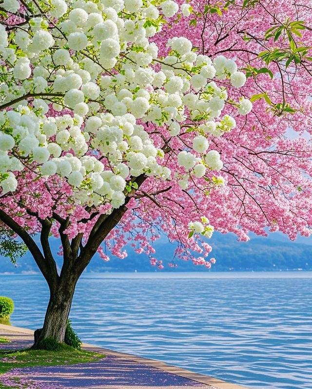 春满湖畔花径，醉在缤纷光影间