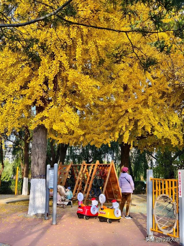 错过等一年~这个周末来这些免费打卡点，拍落叶