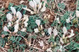 别再误认甜地丁，糙叶黄芪的真面目你了解多少？图片