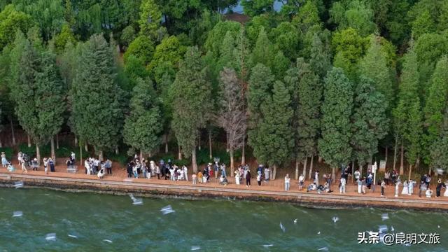 昆明人私藏观鸥地图+观杏！滴滴6折立减35元打车券直接薅