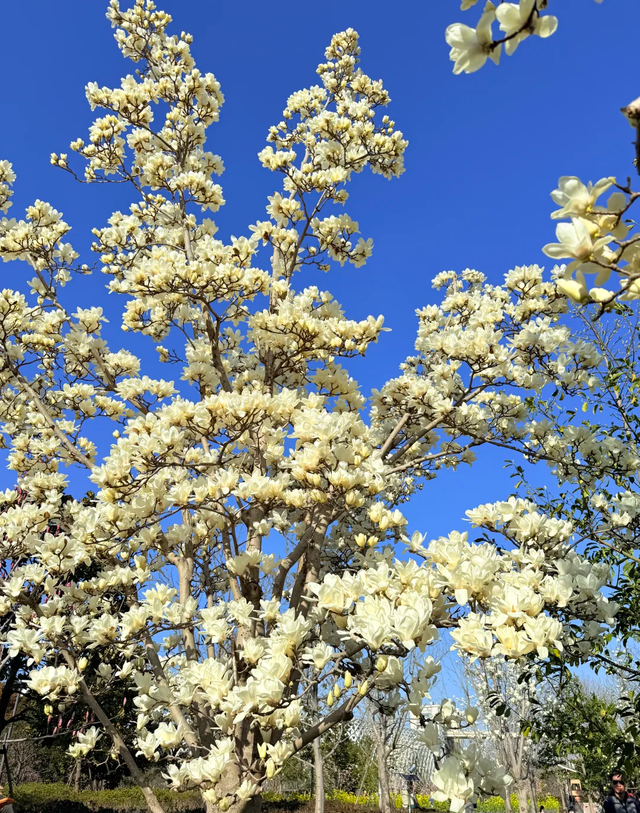 上海一公园火了！彩色油菜花+玉兰樱花同开，免费赏花正当时