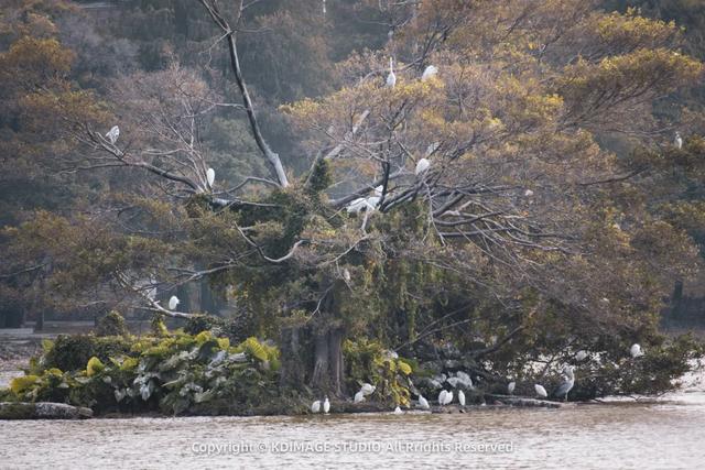 深圳秋日限定：三处落羽杉秘境，邂逅南国绚烂！