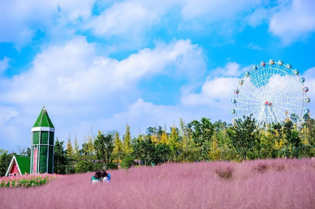 美到失语！15万株菊花，全屏视觉盛宴，3s不心动算我输