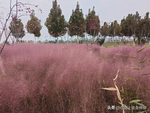 去济南黄河大堤北岸去尚粉乱黛子草