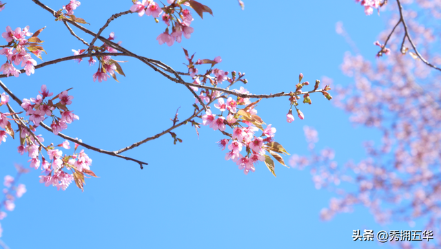 冬日美景在五华｜在暖冬赴一场粉色的冬樱花之约