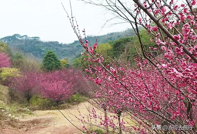 成都山地红梅开花了，粉红云霞铺天盖地，非常震撼，免费！