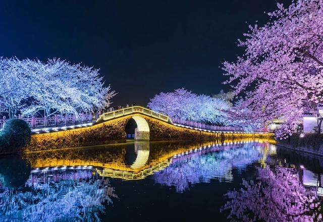 挤疯了！无锡鼋头渚夜樱 “炸街”，这场面给老外看都能吓一跳