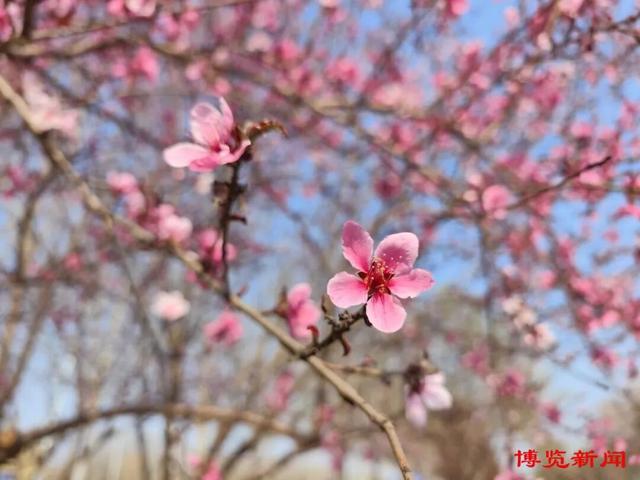 赏花地图新鲜出炉：踏春寻芳 邂逅淄博春意