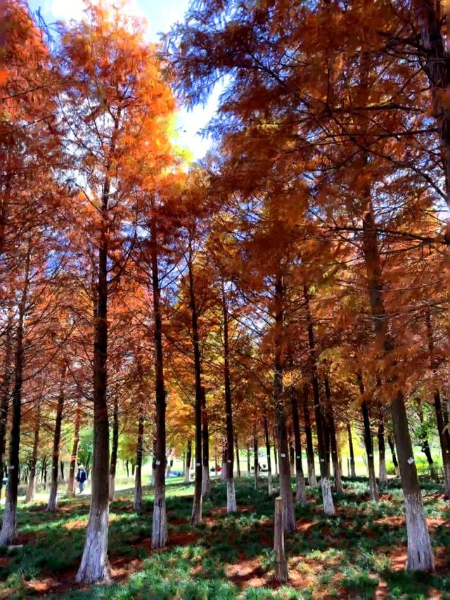 昆明白龙潭公园水杉红了，S湾新网红打卡点