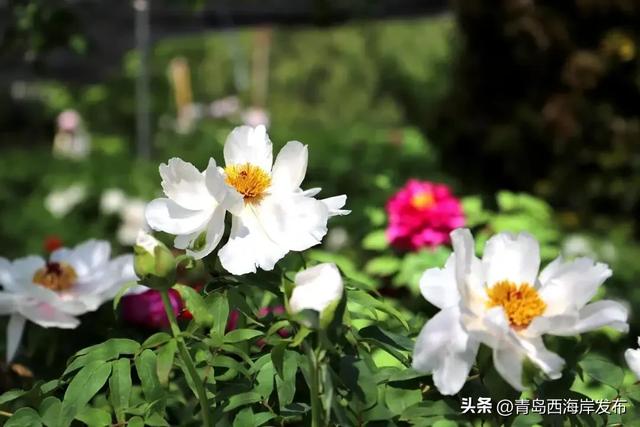 免费送票!西海岸这片牡丹花海惊艳全城