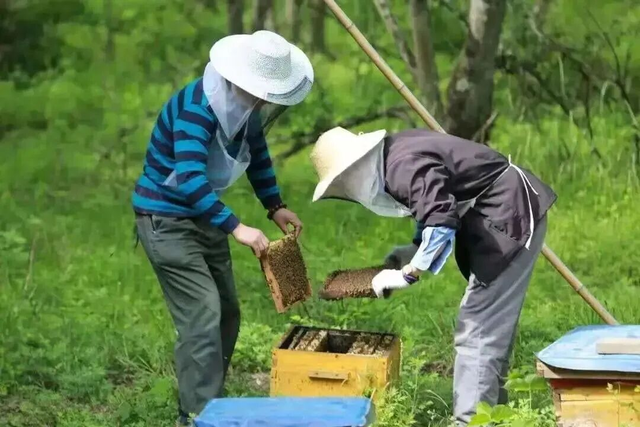 今天，唐家河的浪漫是这样“紫”的！