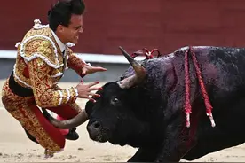 我到西班牙看了残忍斗牛，他们还有规矩：杀掉的公牛不能卖肉图片