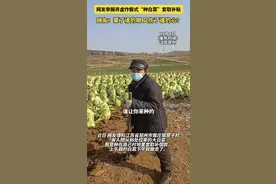 炸裂！网友举报弄虚作假式“种白菜”套取国补，上午种下午就拔图片
