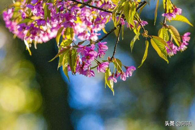 灵鹫山的野樱花快谢了,今年还没看的就别去打扰无为寺的清静啦