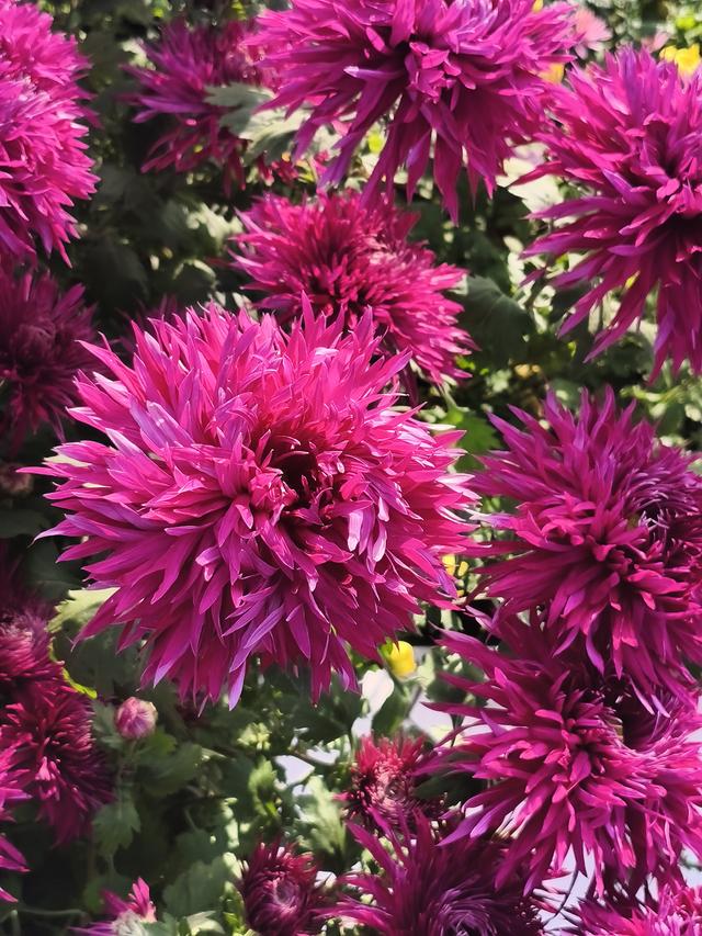 生活日常分享，独自赏花经历，以供大家娱乐