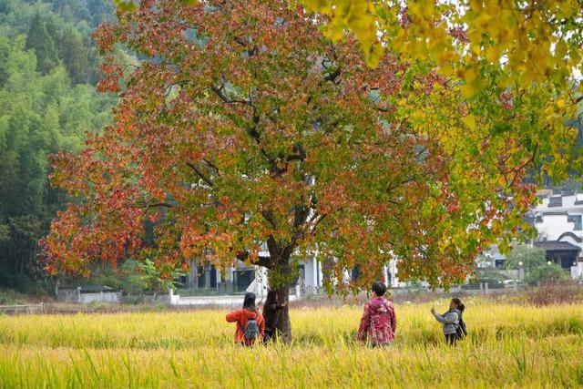 11月去塔川，邂逅乌桕树的“三级变色”，每棵树都是流动的油画