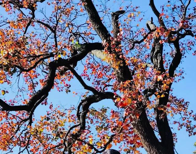 遇见，江小乌桕树