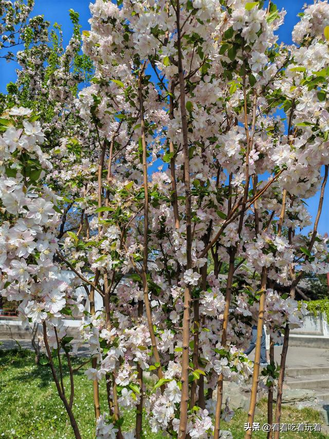 北京公园赏花记