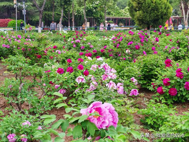 逛菏泽天香公园，这里牡丹很吸引游客，关键是二十四小时免费参观