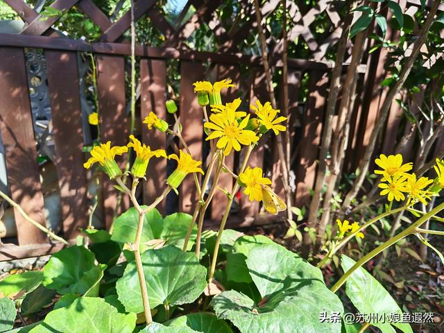 苏州天平山红叶爆火？我躲进姐姐家的“中国红枫秘境”偷个闲