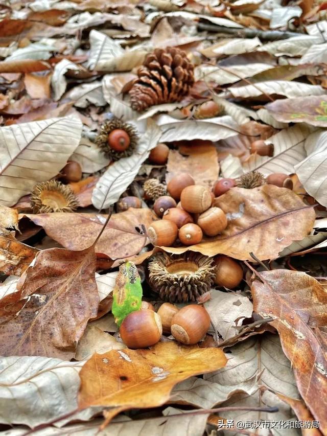 从水杉红到锁情台，每一步都踩在秋的调色盘上|九真山秋游全攻略