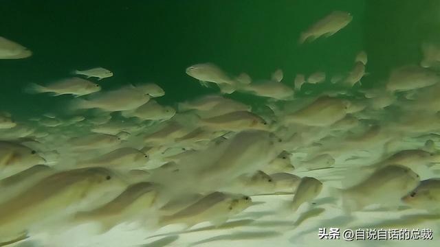 二十年的老鱼胶 2026年30年老鱼胶