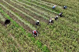 大蒜采收，不是简单取土拿蒜，通晓大蒜5个采收依据方可高产优收图片