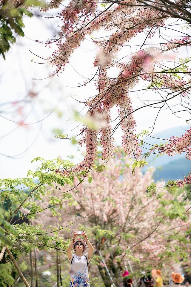 趣春游，赴一场蓝洋踏青的邀约