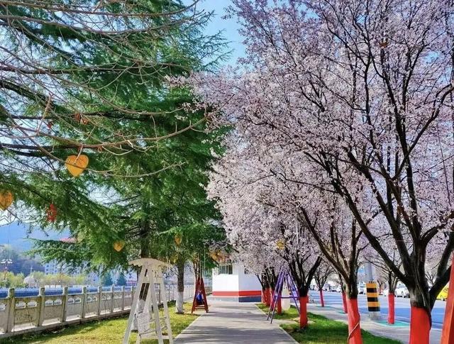 两当：一城繁花绘春色