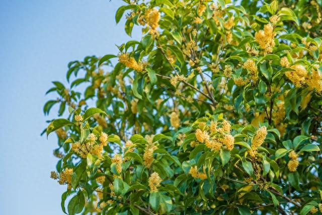 每日诗记：楼台望