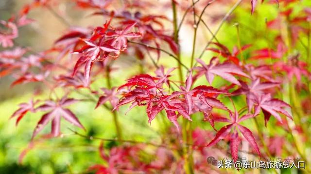 你对东山岛秋天的美，可能一无所知......