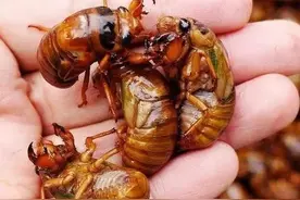 盘点农村常见的食用昆虫图片