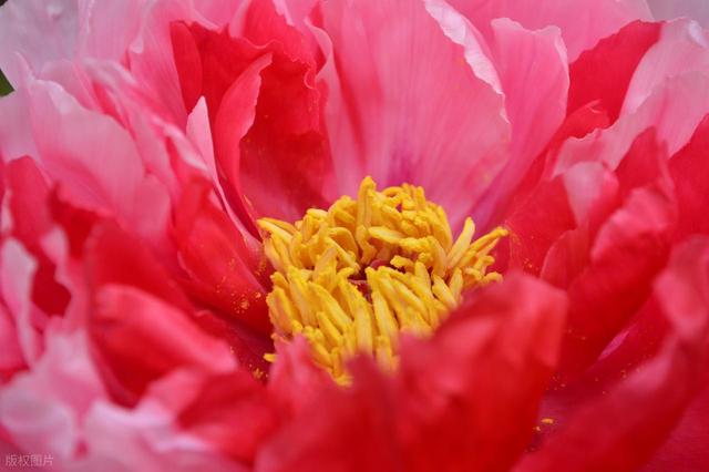 牡丹花海醉游人