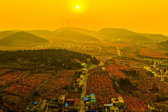 肥城桃花开成海 桃源春风醉若仙