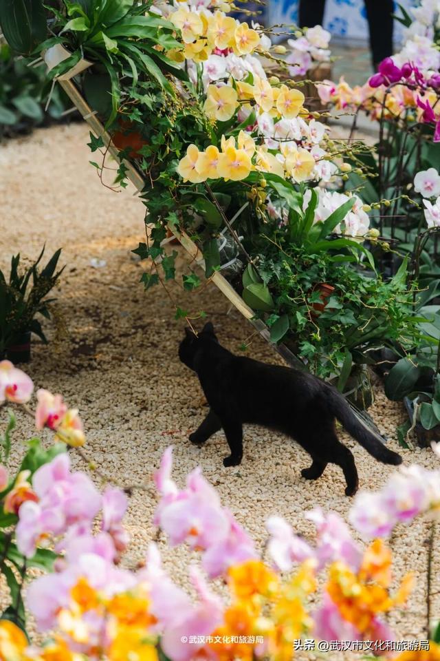 万株兰花盛放，2026赏花季，来了！