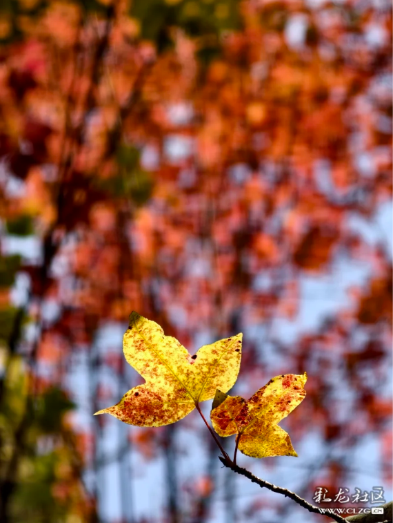 立冬 昆明植物园拾秋