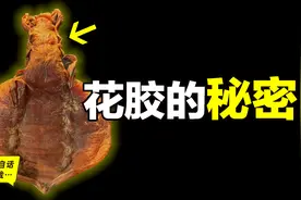 花胶：一块“老胶”起死回生？又为何说绝世老胶即将被放入博物馆图片