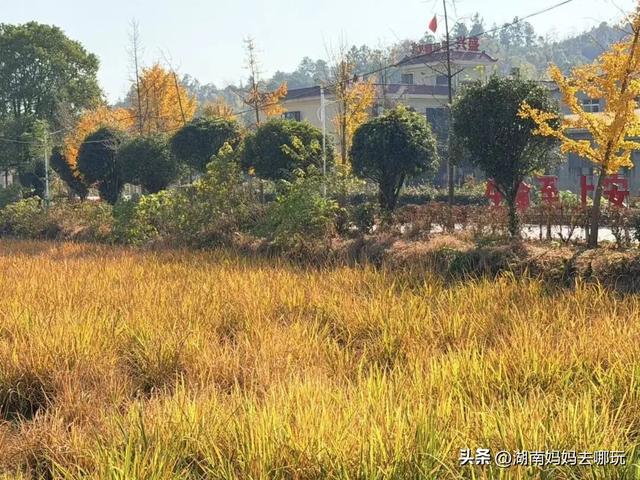 遛娃休闲两不误，在长沙“小禾木”邂逅12月初的灿烂风光！