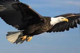 当你不想努力了，就读一读这16句诗词句子吧图片