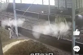 太令人痛心了，6岁男孩在牛棚玩耍，结果发生意外，父母肠子悔青图片