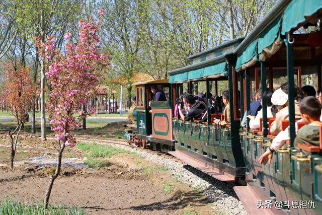 樱漫吴兴·春约古城：正定古城樱花小镇第九届樱花季盛大启幕