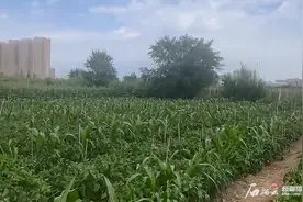 乌鲁木齐本周六开通“青格达湖采摘”公交专线图片