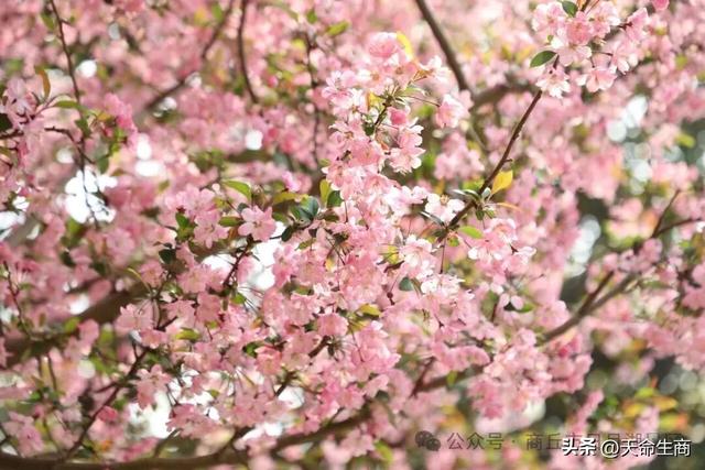 春满日月湖 海棠醉春风——商丘日月湖邀你共赴春日花宴