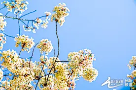 美翻啦！长治八一广场的樱花“想开了”图片