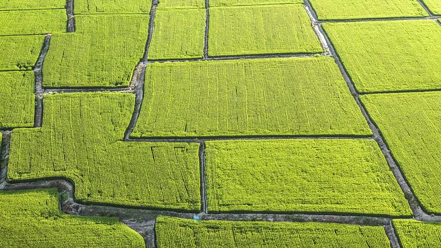 凝望北大荒：绿浪翻涌处，到处都是耕耘诗，我用心感受丰年之序曲