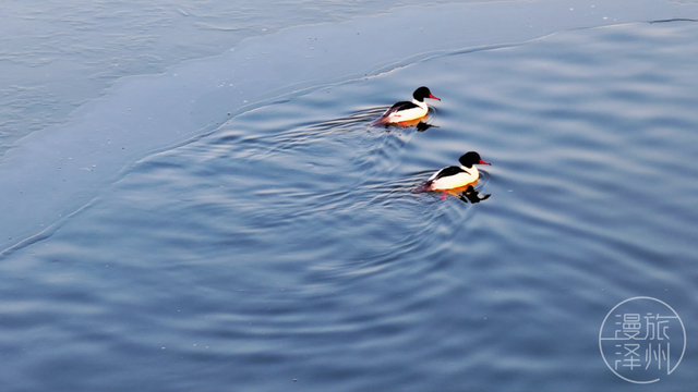 新年过后，泽州来了一群“稀客” →
