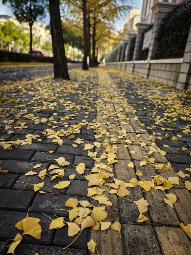 这“落叶不扫”究竟是谁提出来的?实在太过分啦!